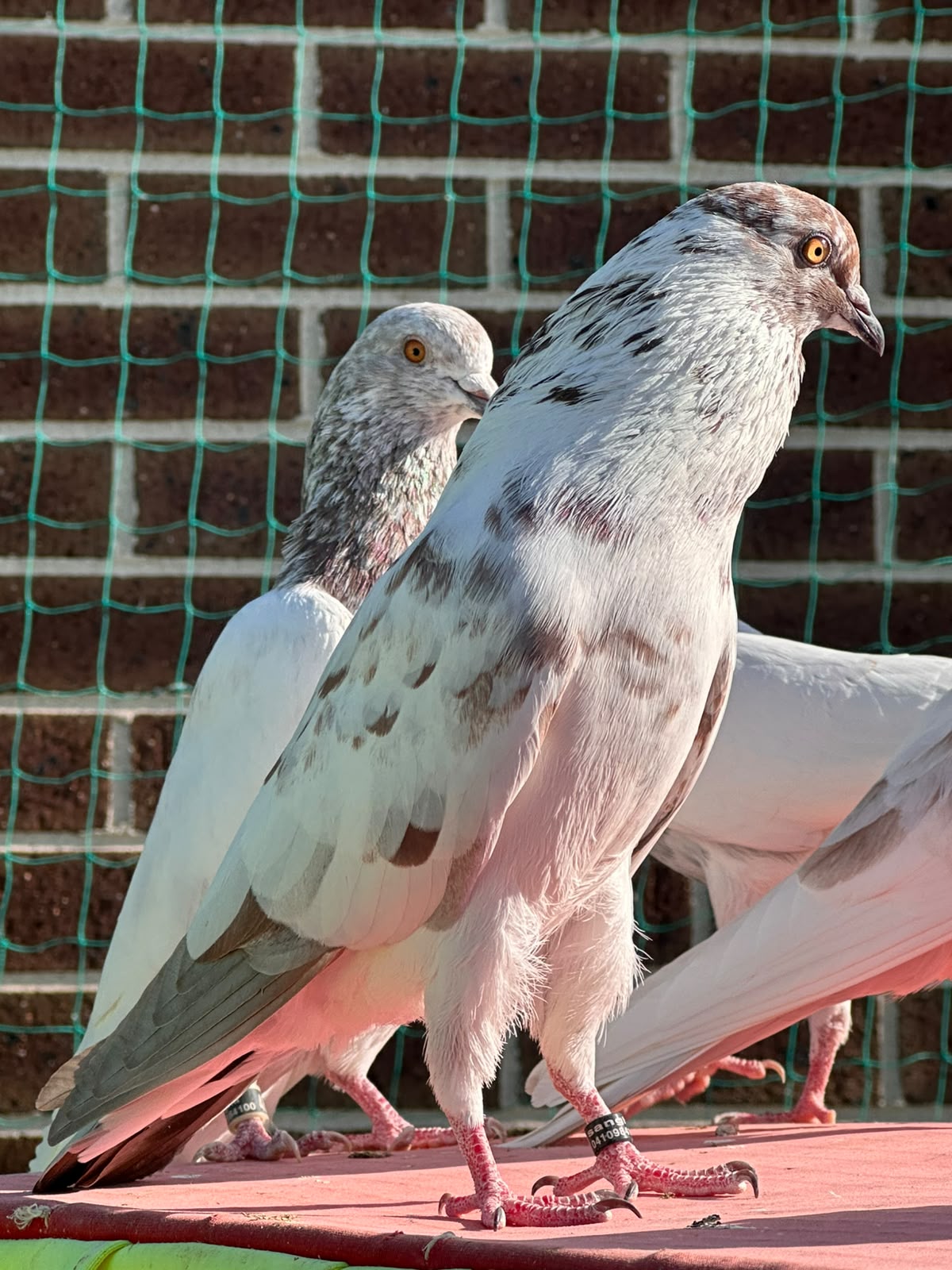 pigeon photo 1