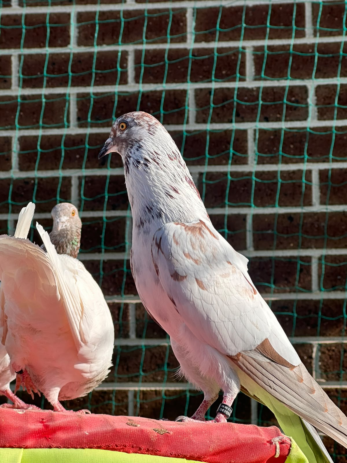 pigeon photo 2
