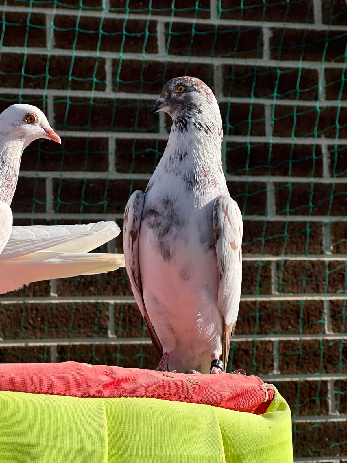 pigeon photo 3