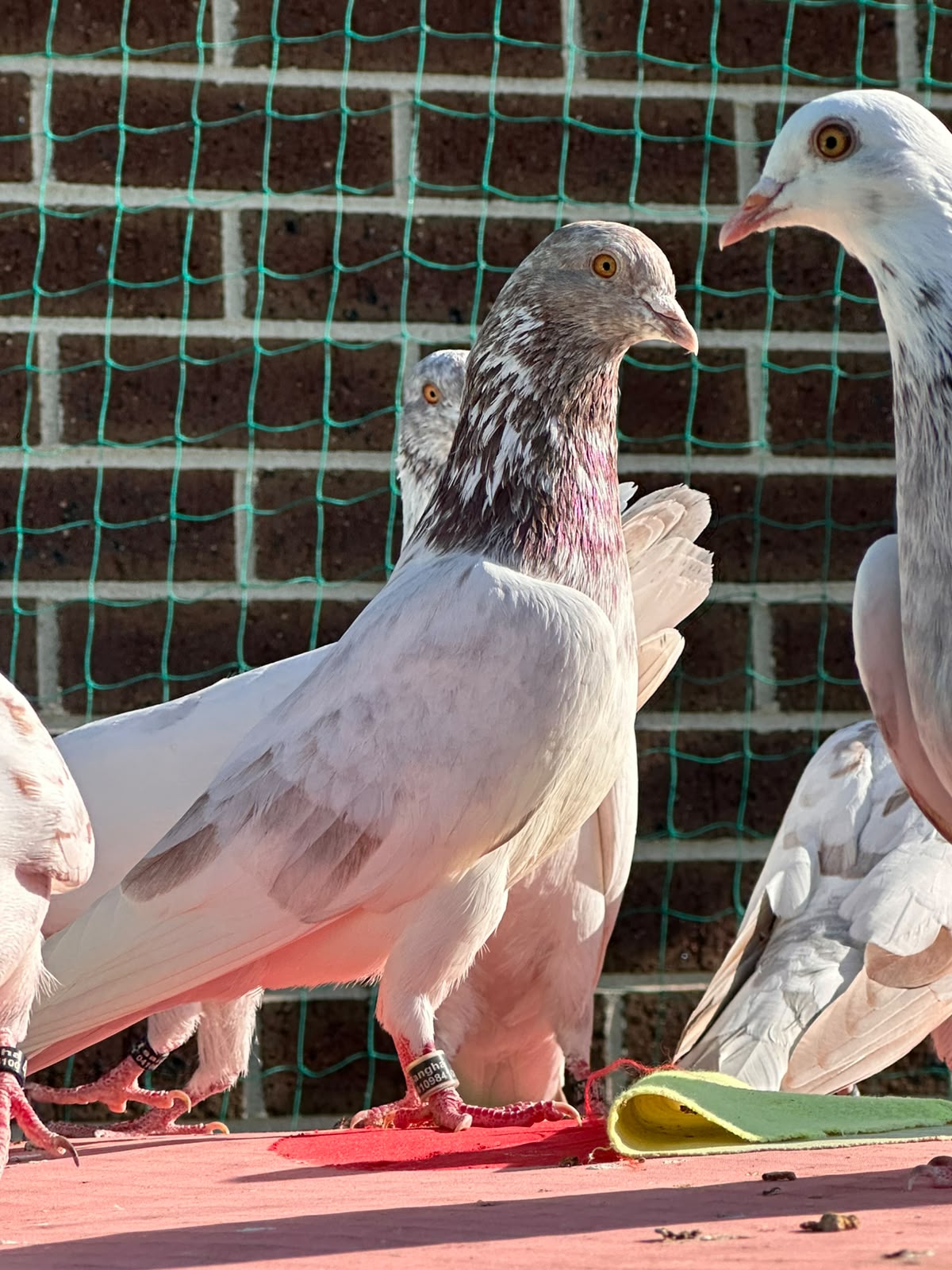 pigeon photo 4