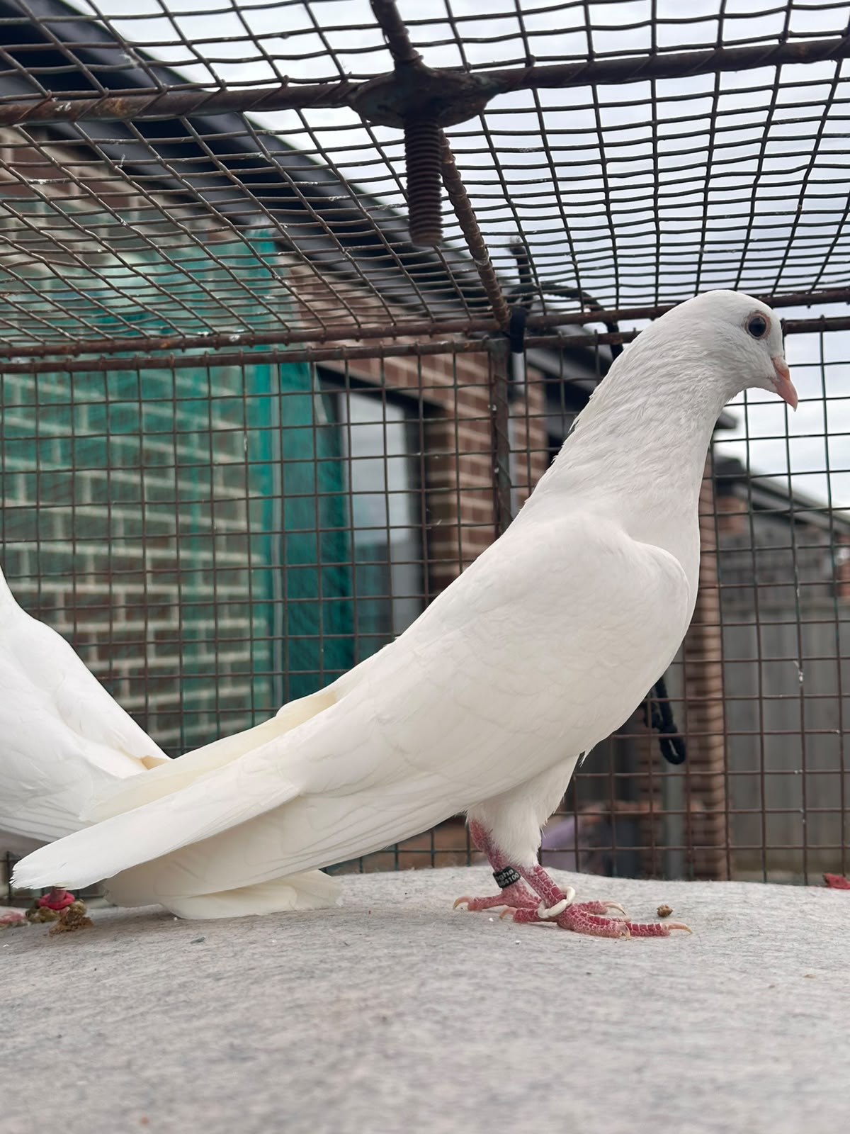 pigeon photo 5