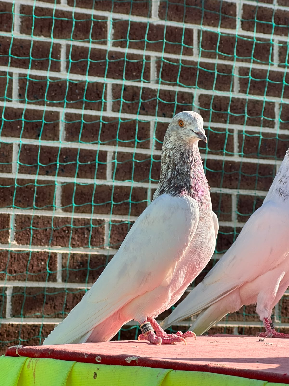 pigeon photo 6