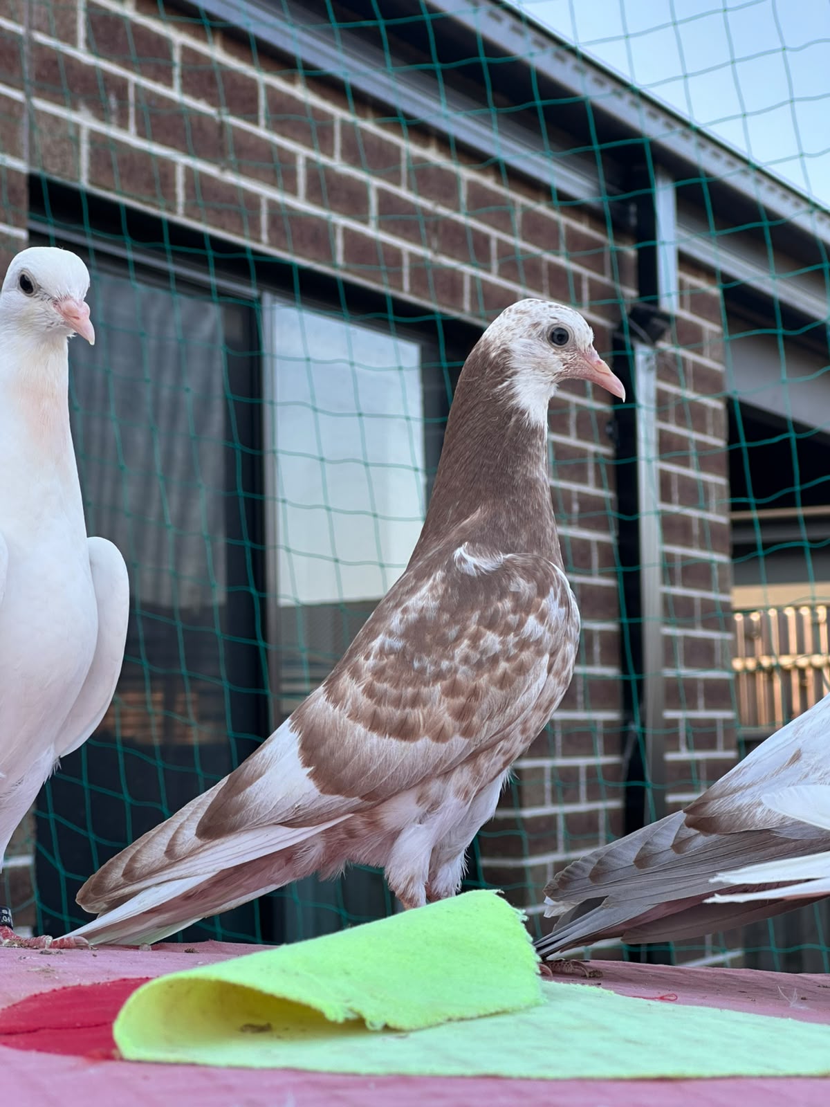 pigeon photo 7