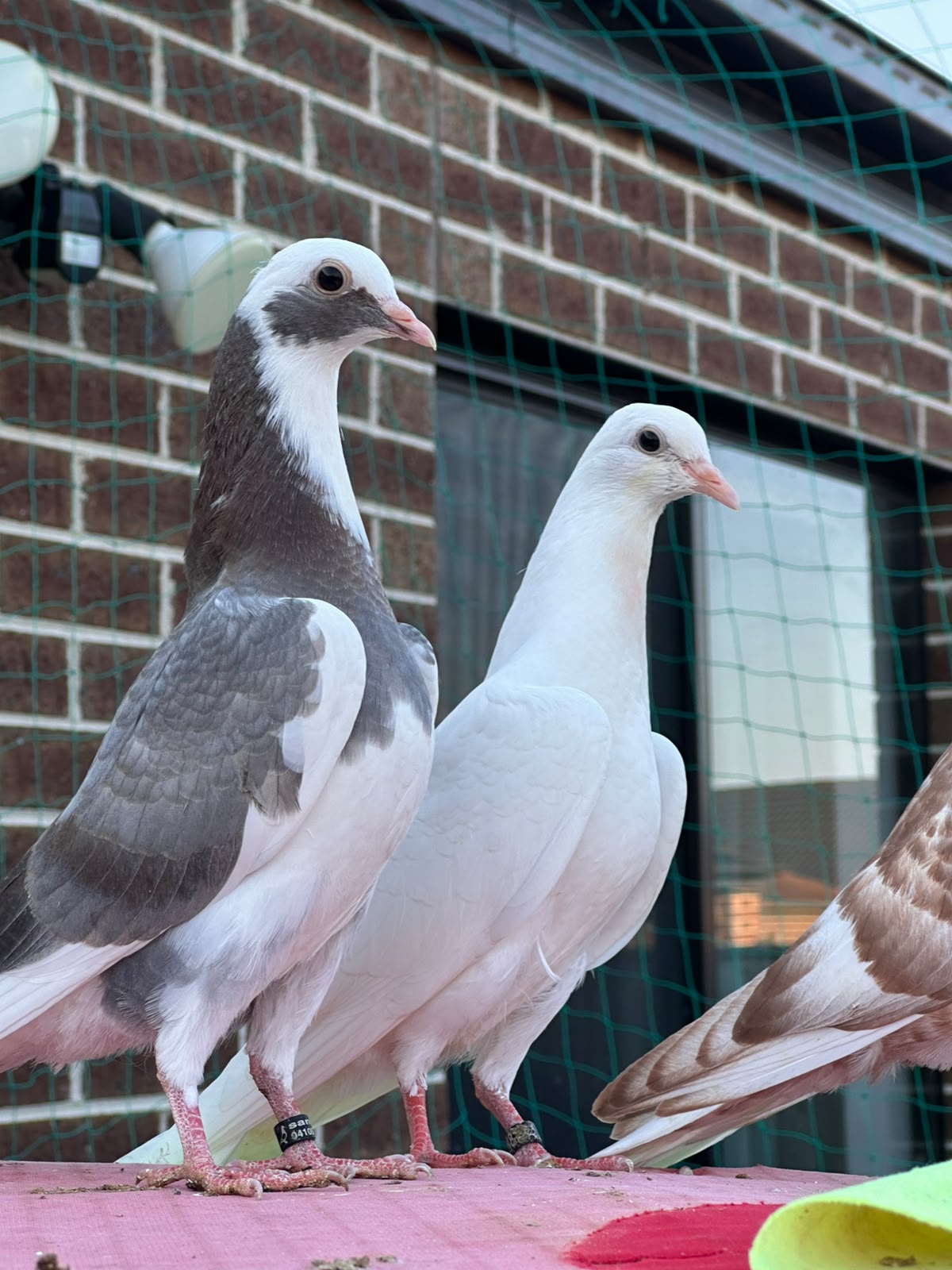 pigeon photo 8