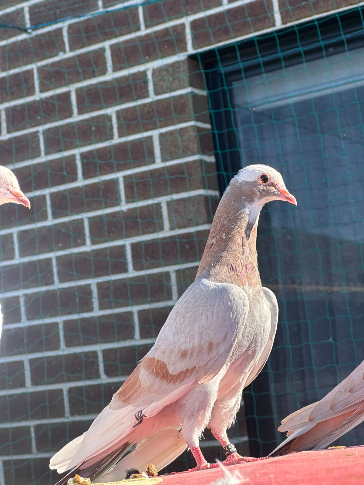 pigeon photo 9