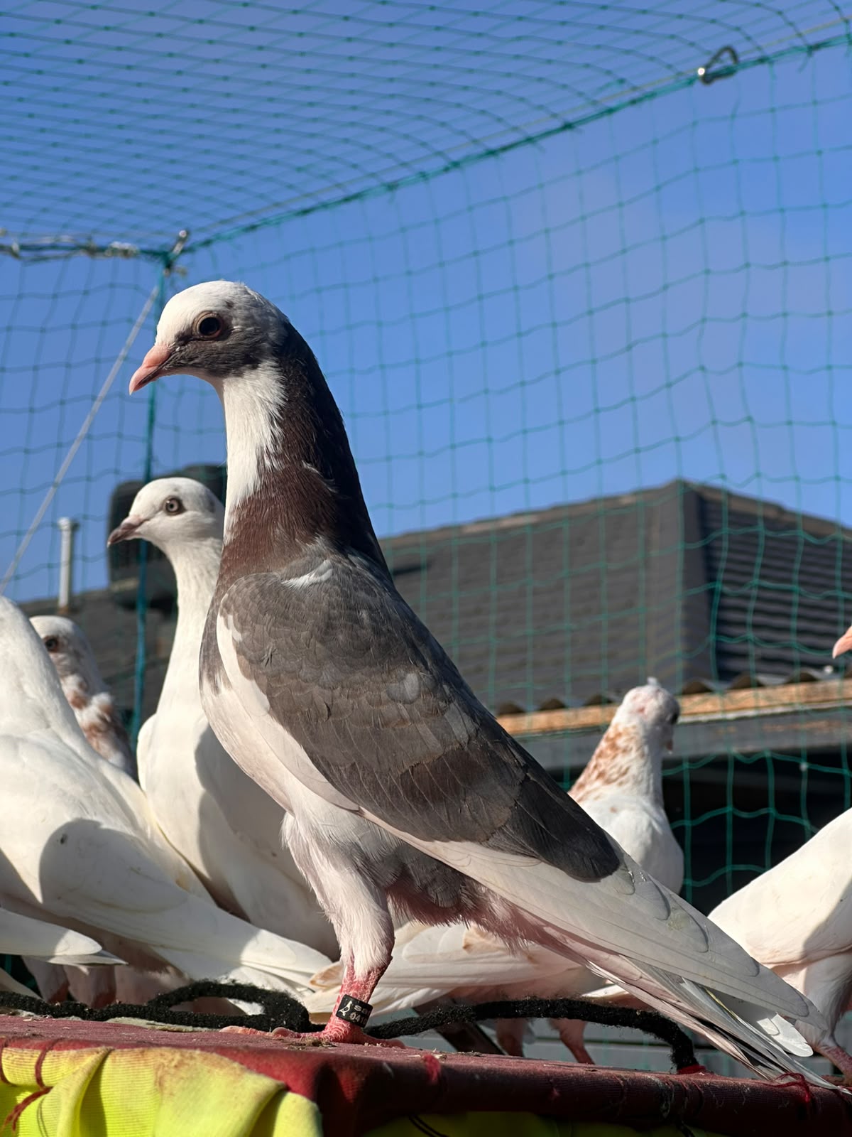 pigeon photo 10