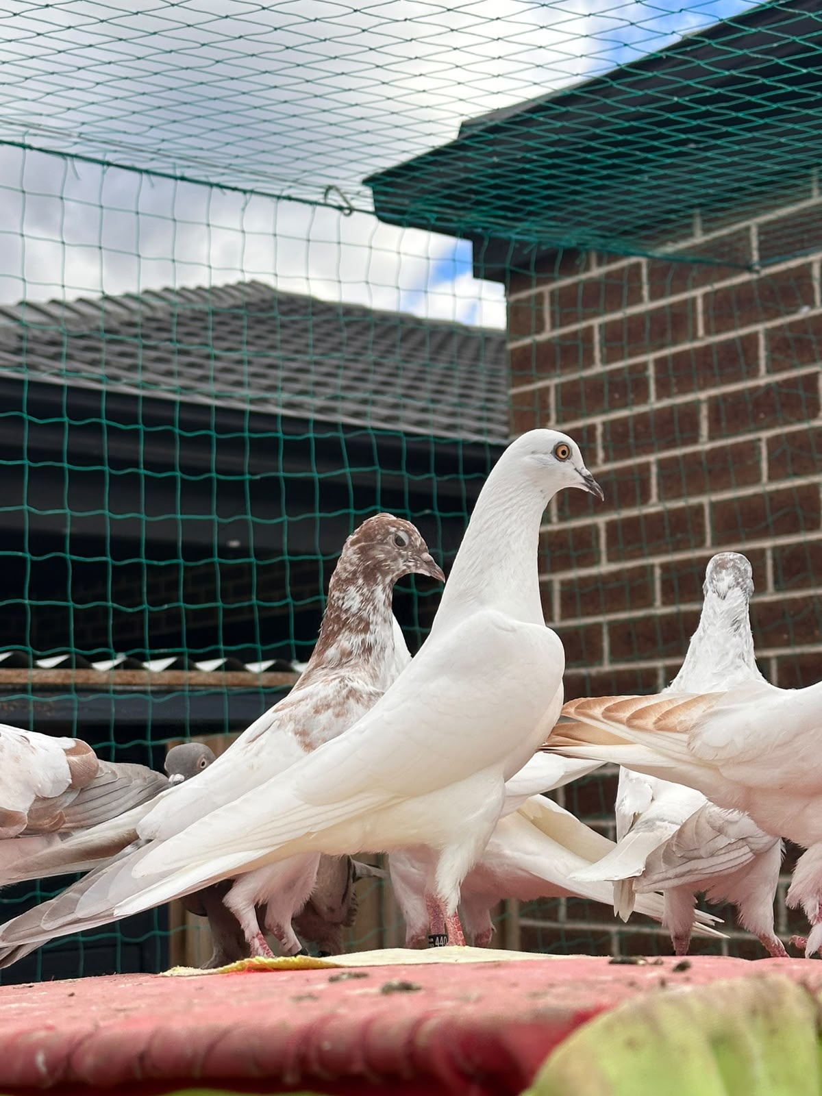 pigeon photo 11