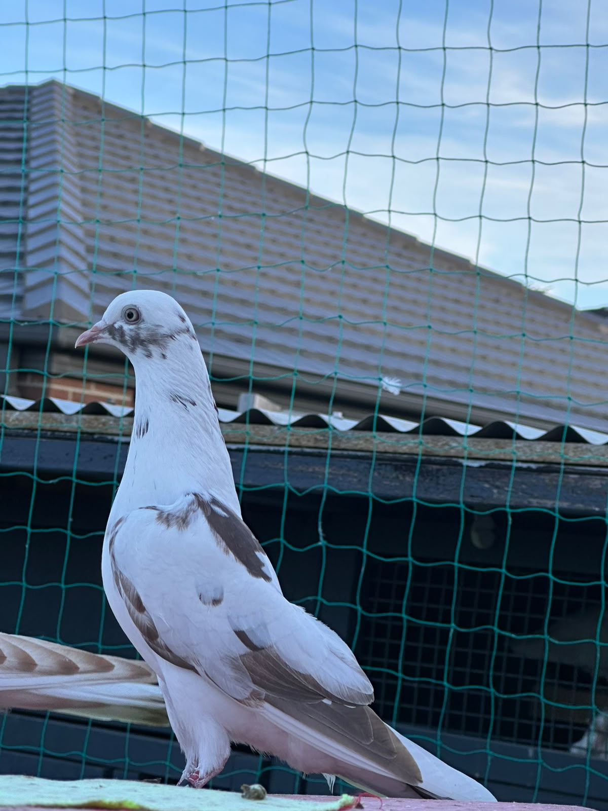 pigeon photo 12