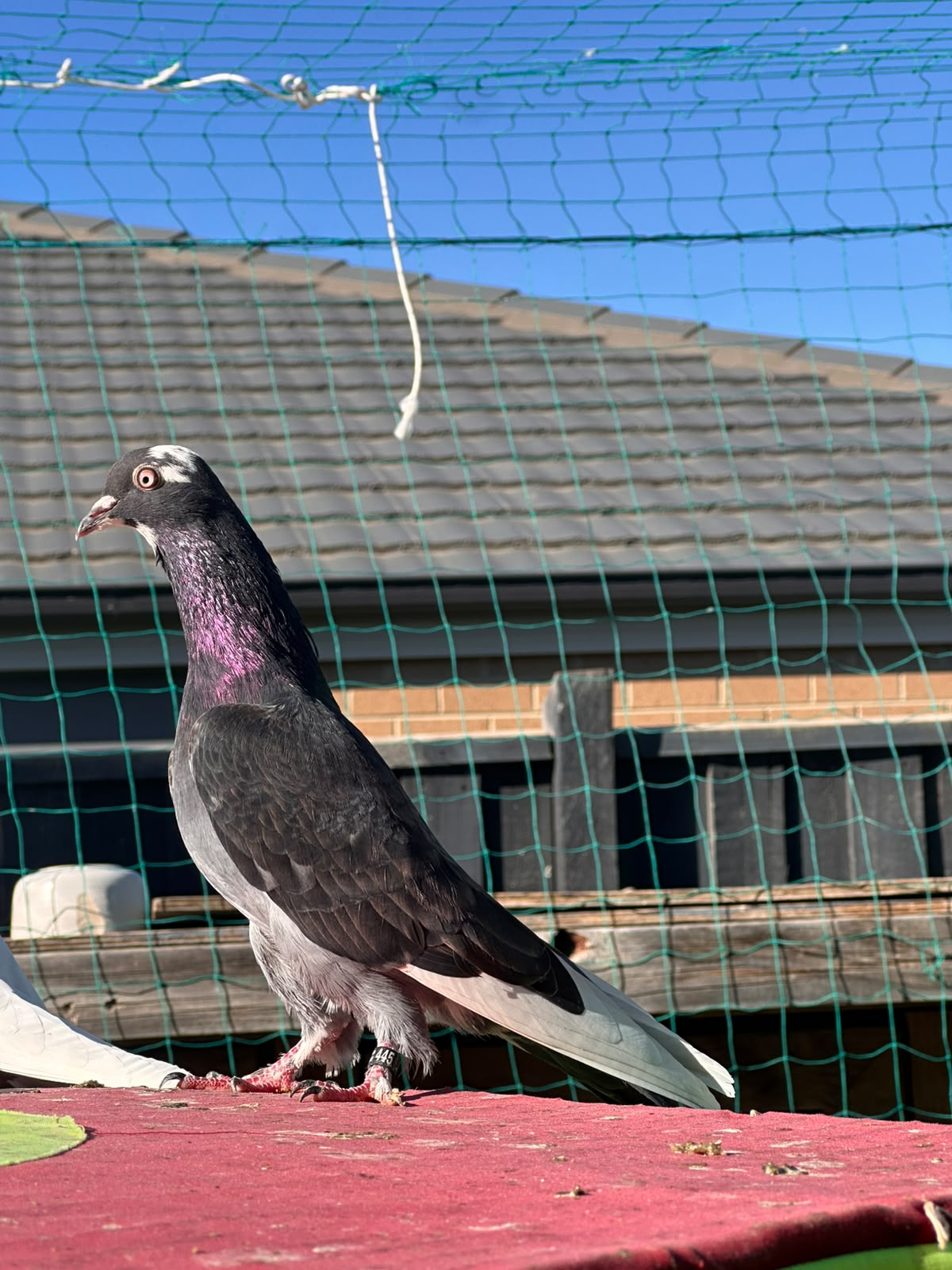 pigeon photo 13
